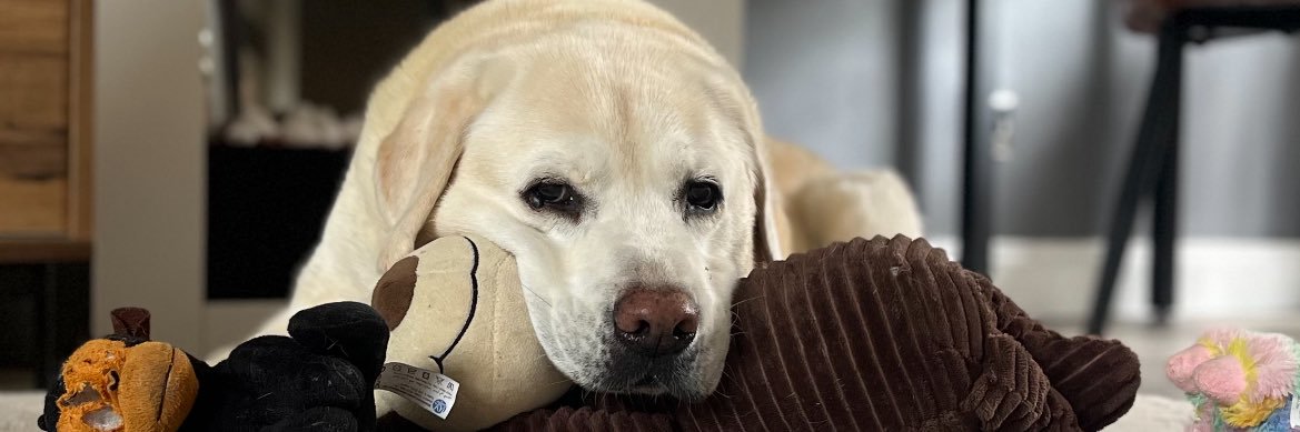 Daniel Batchford™️ banner