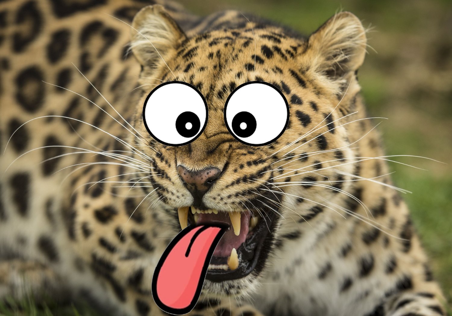 CrazyLeopard66's profile banner image