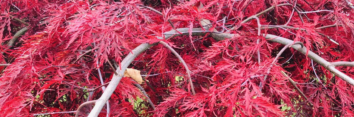 HeidiHopf's profile banner image
