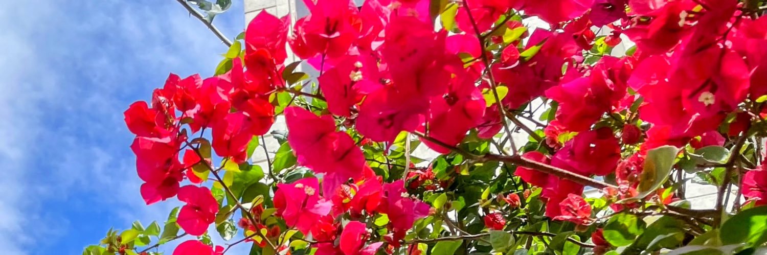GerhardtBeatriz's profile banner image