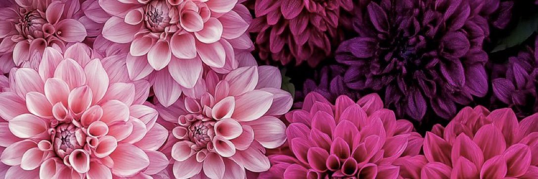michelle banner