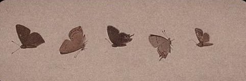 غزالهᥫ᭡ banner