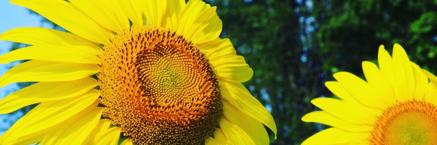 Malissa151's profile banner image