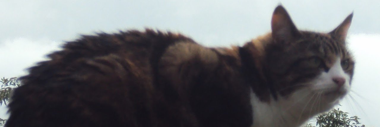 lucyscatworld's profile banner image