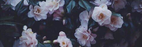 Tan_Ved's profile banner image