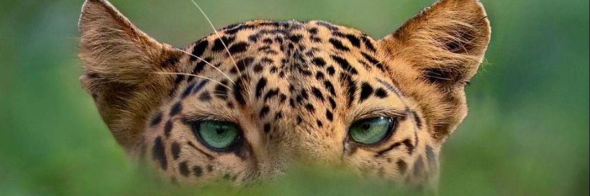 offmanotf's profile banner image
