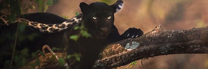 Sir_HaDaddy's profile banner image
