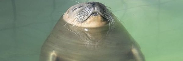 emiwau Profile Banner