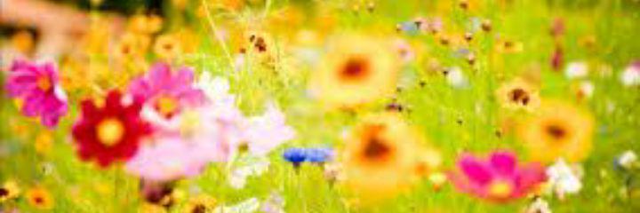 obandomarcela3's profile banner image