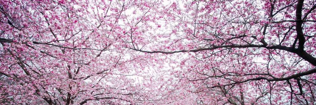 🌸 banner