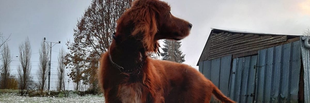 CornilleLc's profile banner image