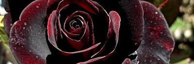 Negrinha74's profile banner image