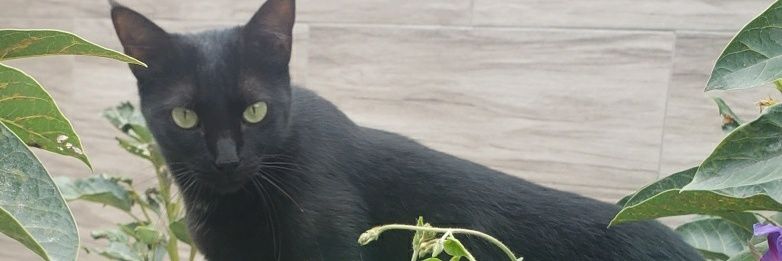 AlexMarquezY's profile banner image