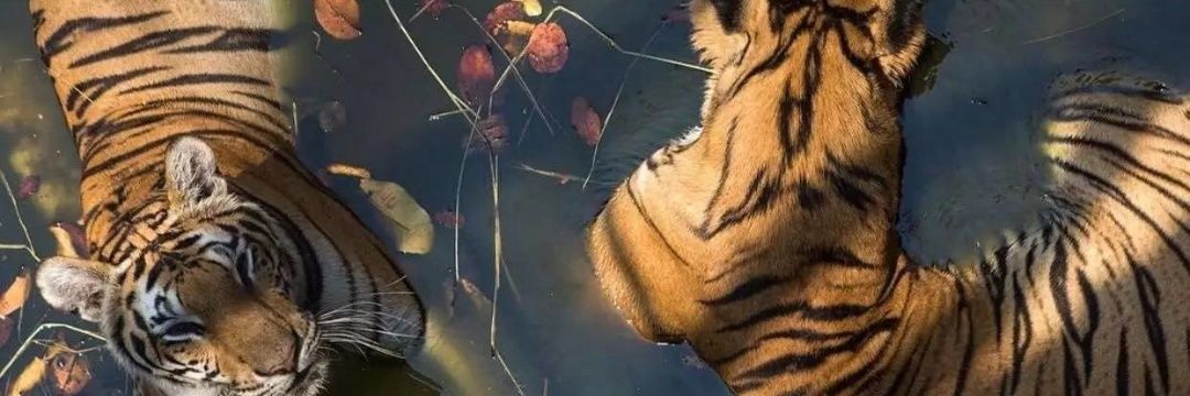 mlenaik's profile banner image