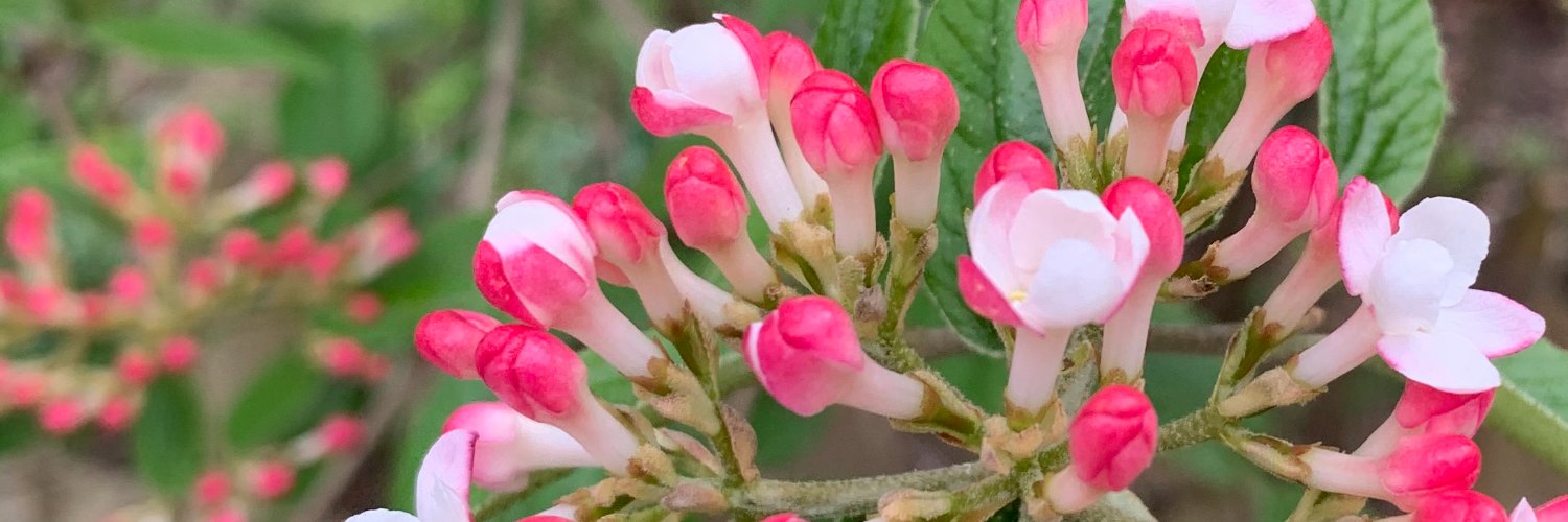 Bethanie Danko banner