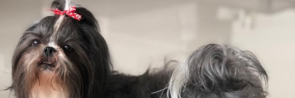 dulcitooecoco's profile banner image