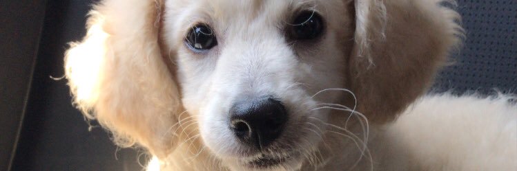 Luchi_Ramoos's profile banner image