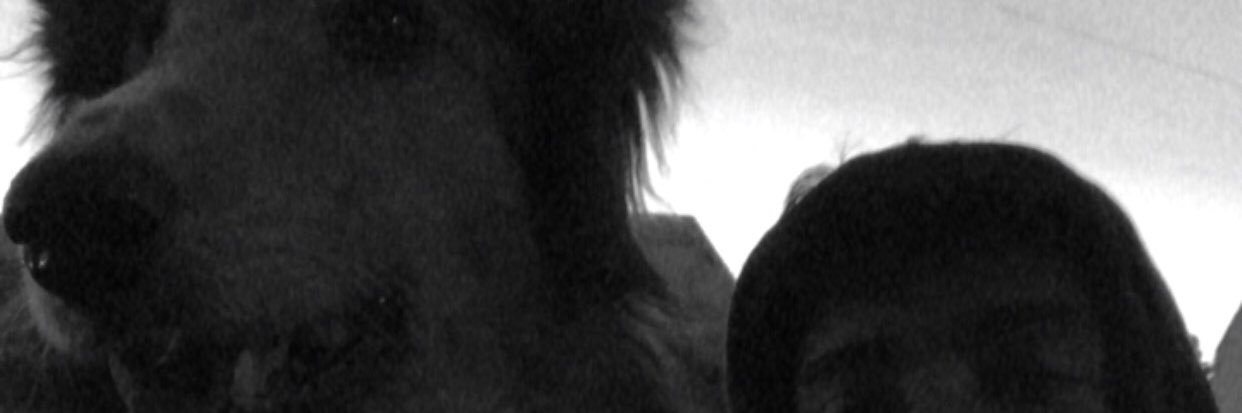 mirkoivann's profile banner image