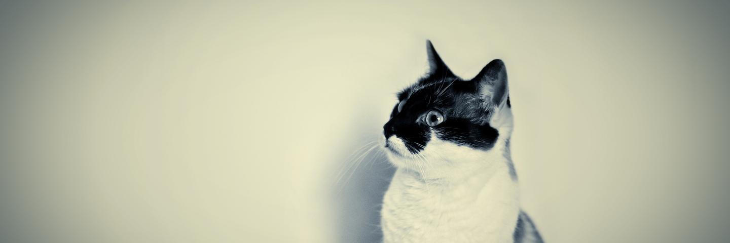 farisprtma's profile banner image