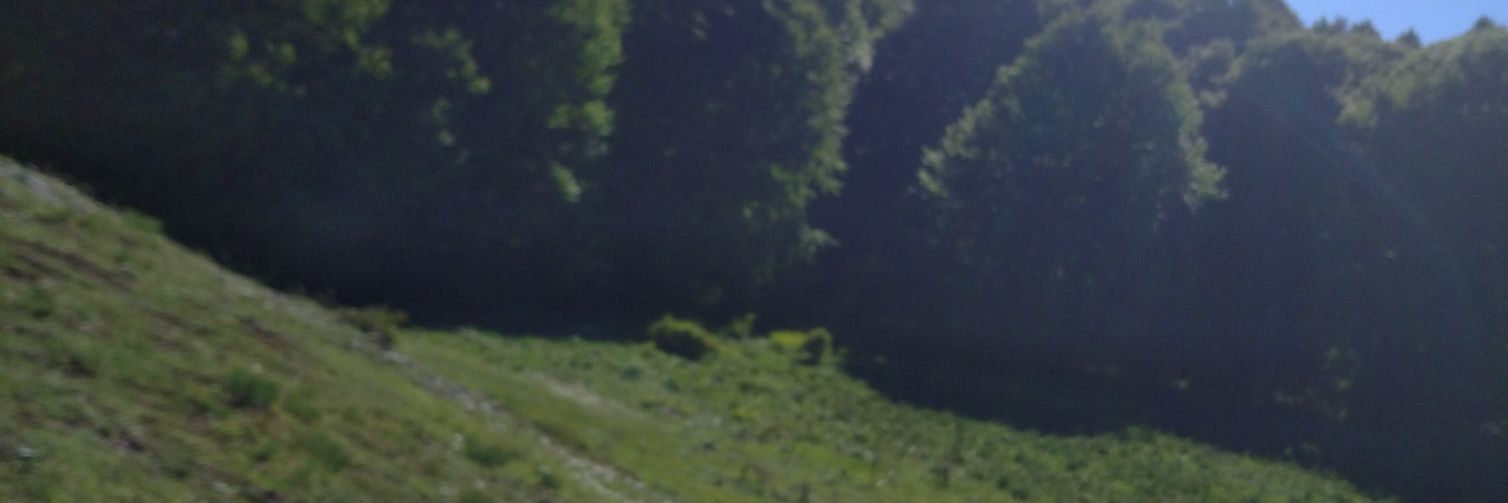 SacSeref's profile banner image
