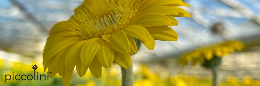 piccoliniNA's profile banner image