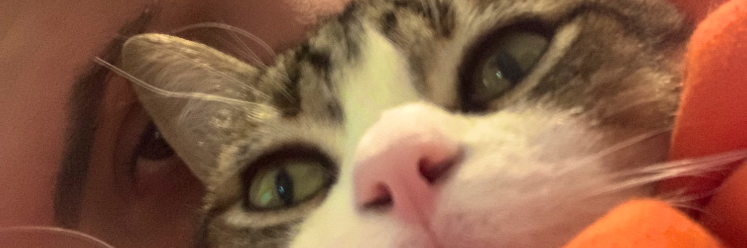 danibessegatto's profile banner image