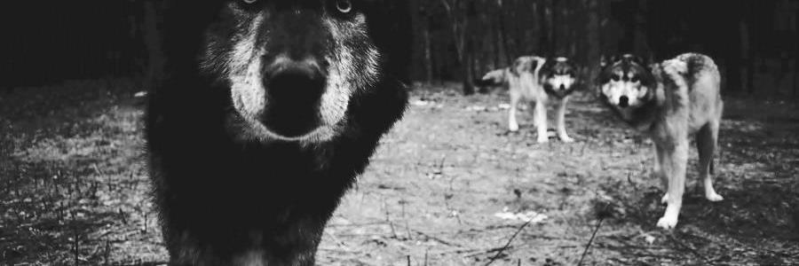 gogi_john's profile banner image