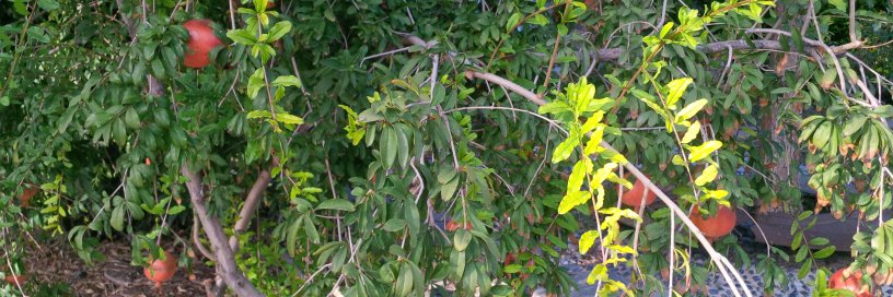 Natalie Pavlenko banner