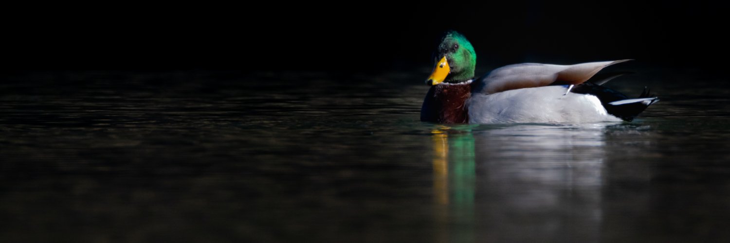 FABPackersDude's profile banner image