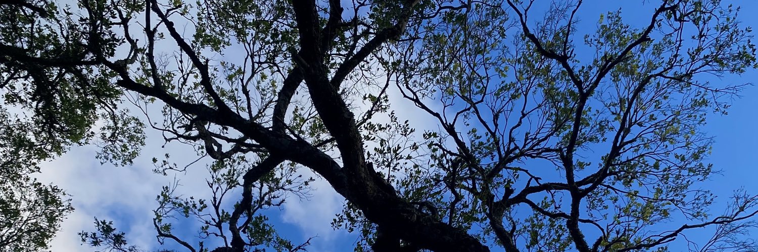 tailaperes's profile banner image