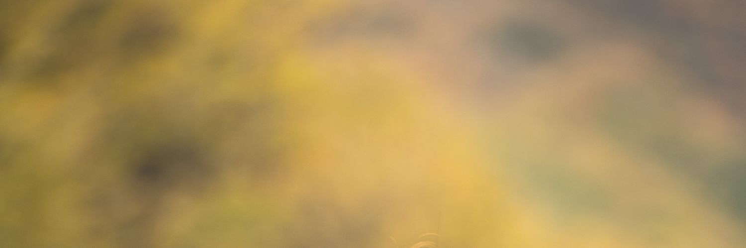 CamilaRuizGaray's profile banner image