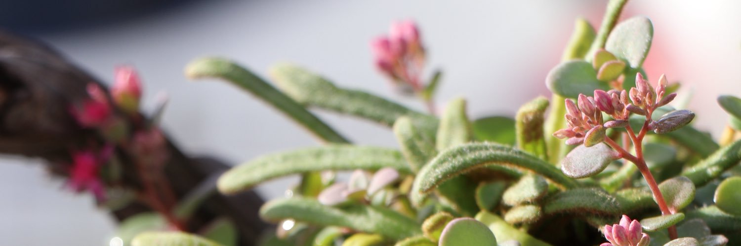 bonsai_killer's profile banner image