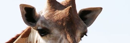 戒@5/5残狂.5/6☛東7【K29ab】お手伝い banner