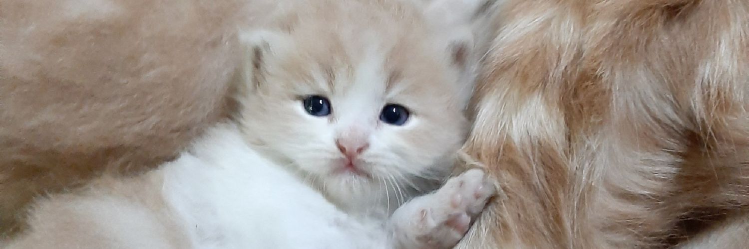 hanwnu's profile banner image