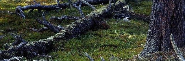 Skydda Skogen banner