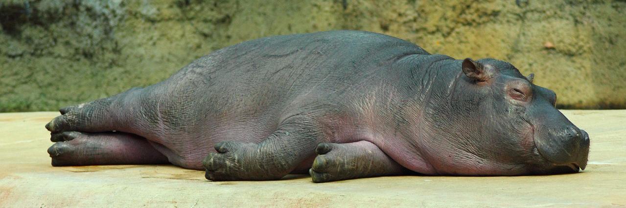 Iwasaki Teruyuki banner