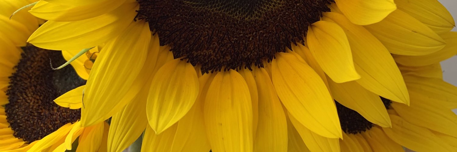pahuar_'s profile banner image