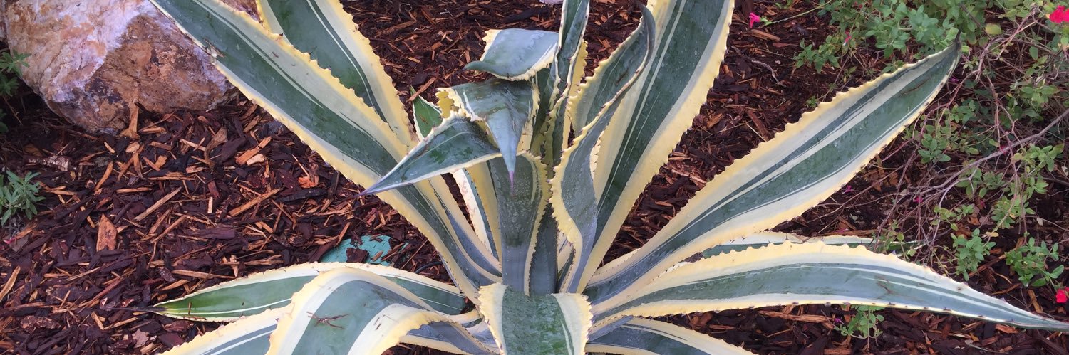 MamaAgave's profile banner image