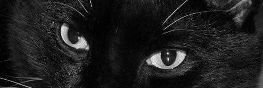 ColaCakes's profile banner image