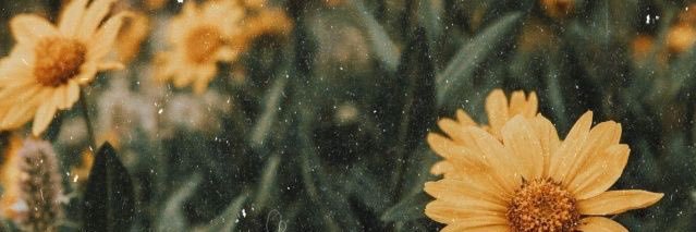 denisepoon_'s profile banner image