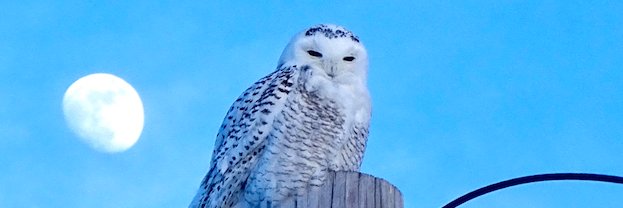 ednshar's profile banner image