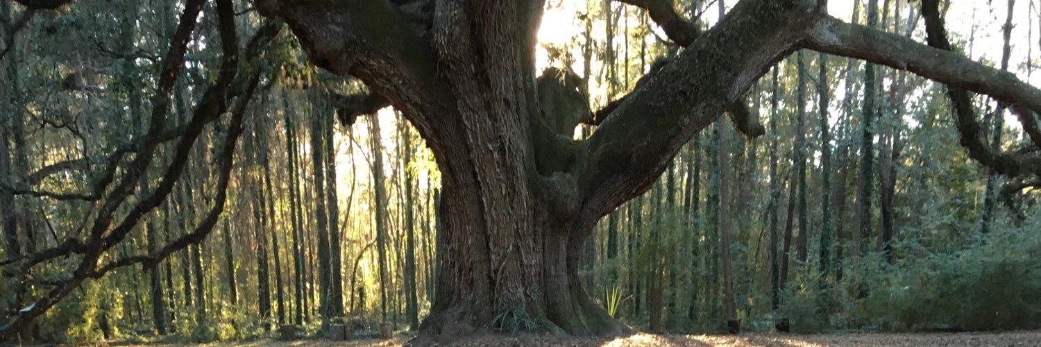 Connie Barroso banner