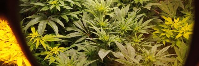 James Bong™ banner