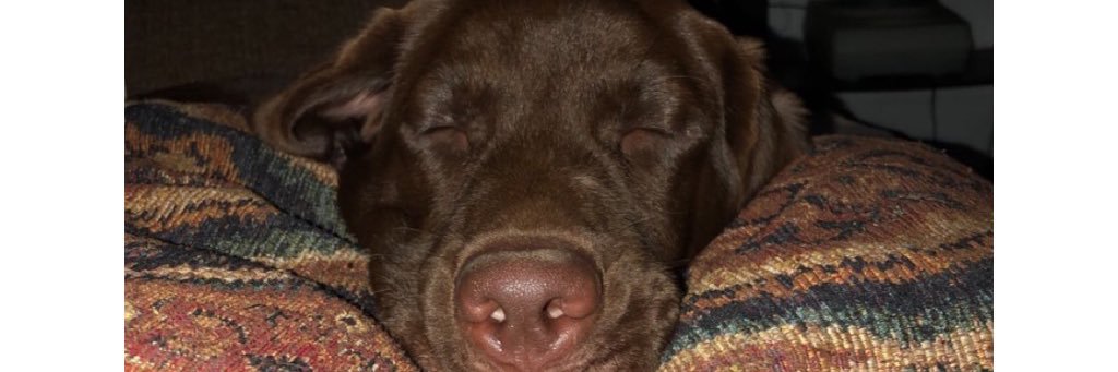 susie_corley's profile banner image