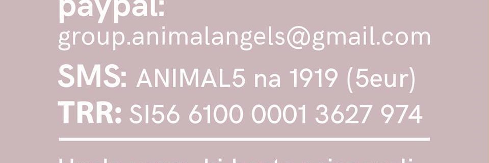 アニマルエンジェルスのヘッダー画像