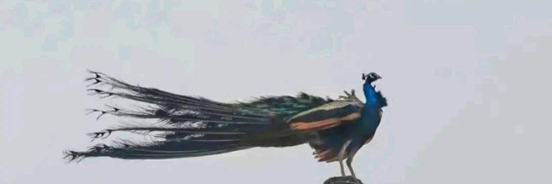 AwezShk's profile banner image