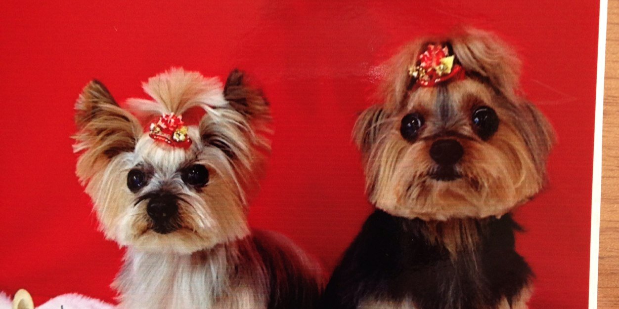 tom_ichimura's profile banner image