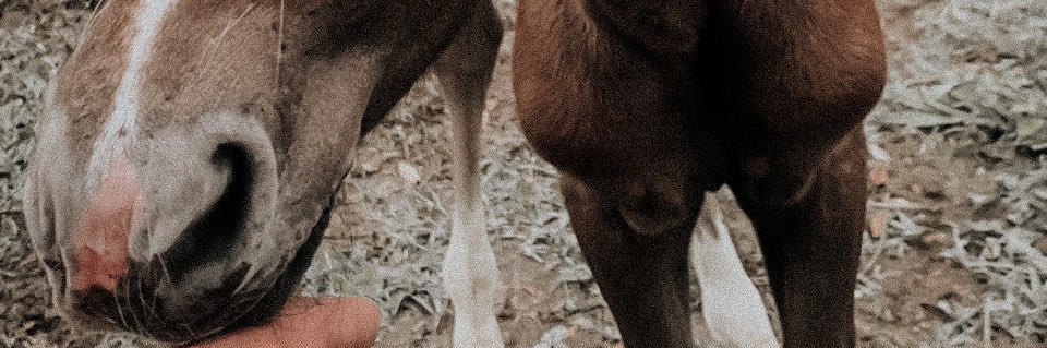 juliaronchii's profile banner image