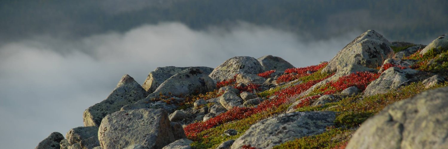 LillLu71's profile banner image