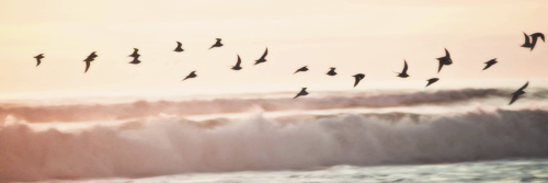 querrencia's profile banner image